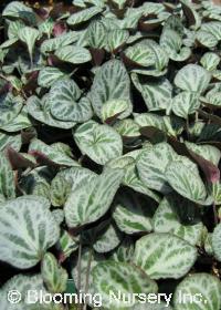 Viola grypoceras var. exilis Viola grypoceras var. exilis